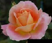 Pink Orange Rose unknow artist